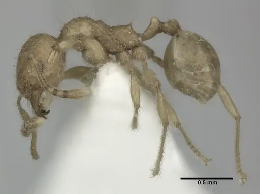 Pheidole fervida specimen CASENT0246108 image casent0246108_3