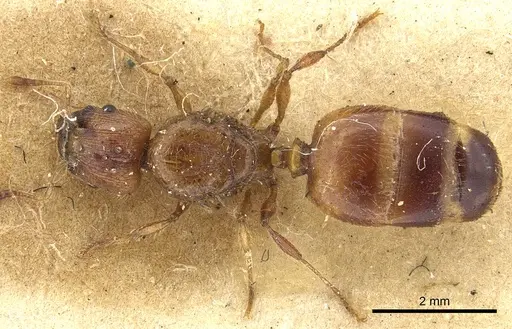 Pheidole fervida specimen CASENT0901511 image casent0901511_1