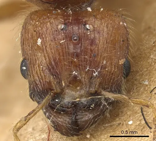 Pheidole fervida specimen CASENT0901511 image casent0901511_2
