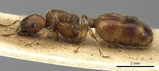 Pheidole fervida specimen CASENT0901511 image casent0901511_3