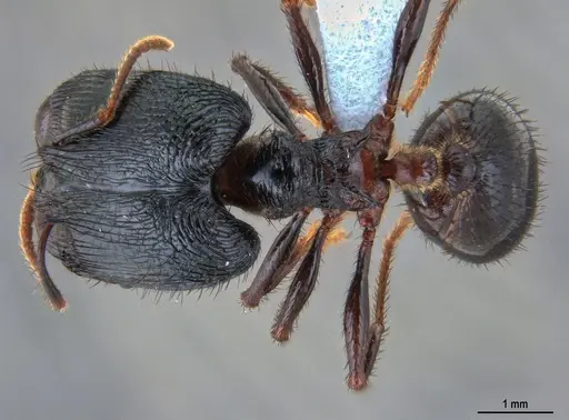 Pheidole fimbriata specimen ANTWEB1047536 image antweb1047536_1