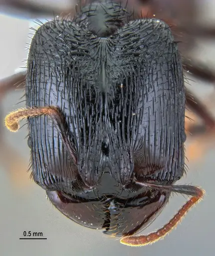 Pheidole fimbriata specimen ANTWEB1047536 image antweb1047536_2