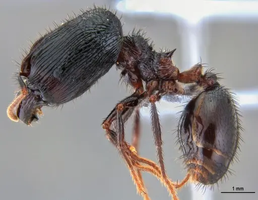 Pheidole fimbriata specimen ANTWEB1047536 image antweb1047536_4