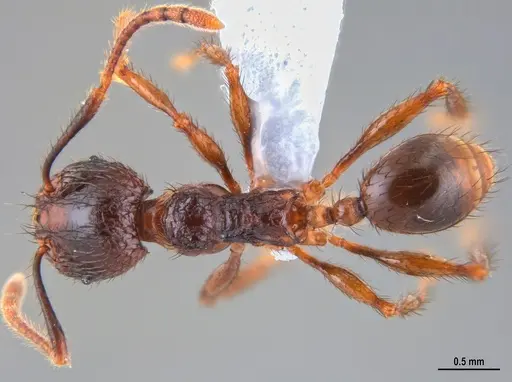Pheidole fimbriata specimen ANTWEB1047722 image antweb1047722_1