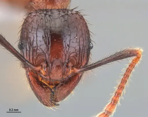 Pheidole fimbriata specimen ANTWEB1047722 image antweb1047722_2