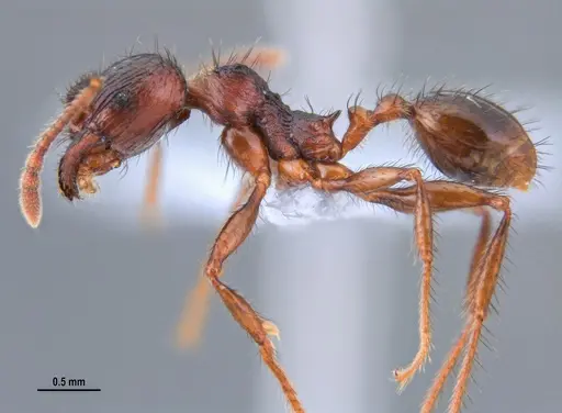 Pheidole fimbriata specimen ANTWEB1047722 image antweb1047722_3