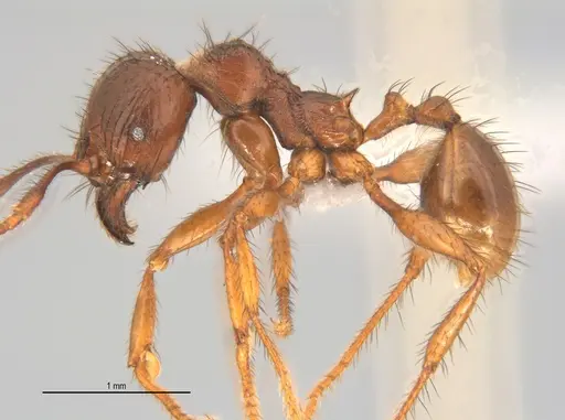 Pheidole fimbriata specimen ANTWEB1053379 image antweb1053379_1