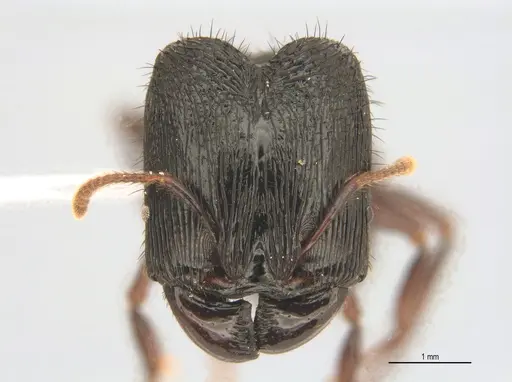 Pheidole fimbriata specimen ANTWEB1053382 image antweb1053382_1