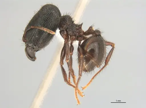 Pheidole fimbriata specimen ANTWEB1053382 image antweb1053382_2