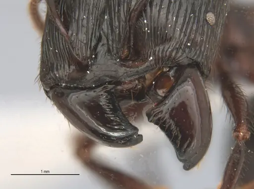 Pheidole fimbriata specimen ANTWEB1053384 image antweb1053384_1