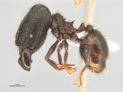 Pheidole fimbriata specimen ANTWEB1053384 image antweb1053384_2