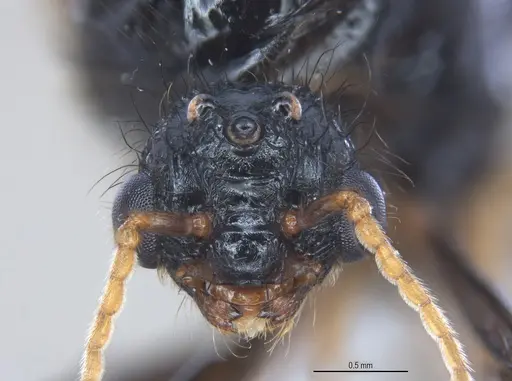 Pheidole fimbriata specimen ANTWEB1053733 image antweb1053733_1