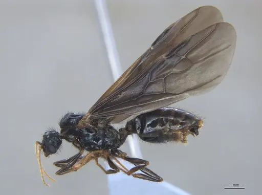 Pheidole fimbriata specimen ANTWEB1053733 image antweb1053733_2