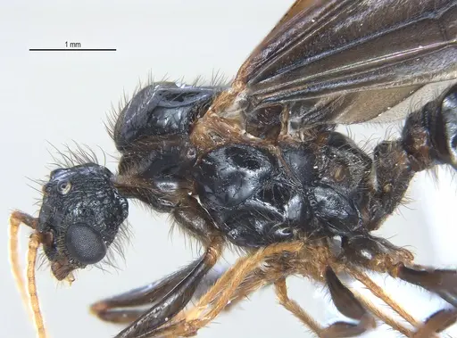 Pheidole fimbriata specimen ANTWEB1053733 image antweb1053733_3