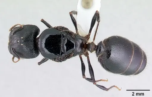 Pheidole fimbriata specimen CASENT0178016 image casent0178016_1