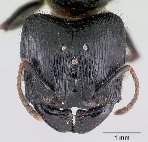 Pheidole fimbriata specimen CASENT0178016 image casent0178016_2