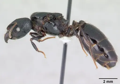 Pheidole fimbriata specimen CASENT0178016 image casent0178016_3