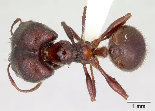 Pheidole fimbriata specimen CASENT0178017 image casent0178017_1