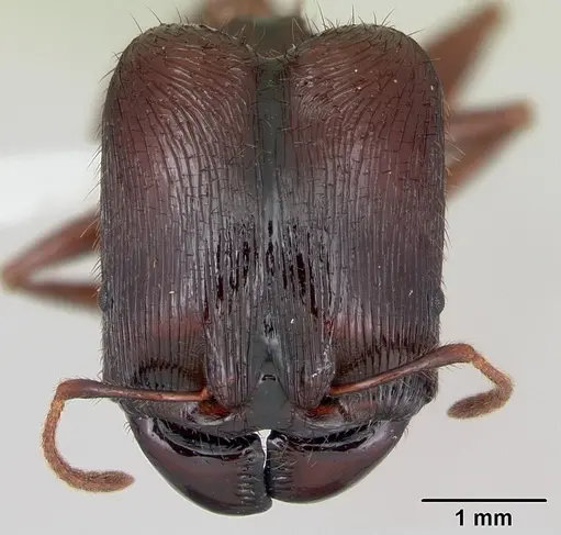 Pheidole fimbriata specimen CASENT0178017 image casent0178017_2