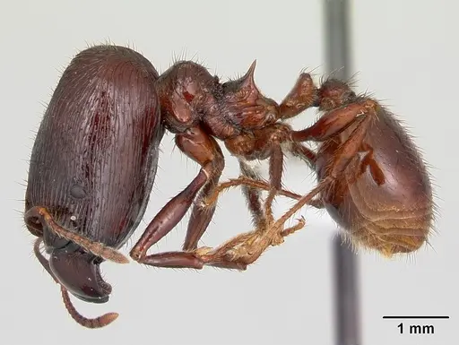 Pheidole fimbriata specimen CASENT0178017 image casent0178017_3