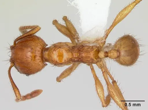 Pheidole fimbriata specimen CASENT0178018 image casent0178018_1