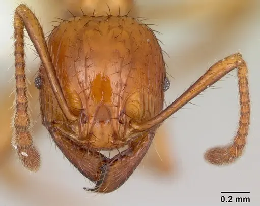 Pheidole fimbriata specimen CASENT0178018 image casent0178018_2