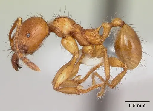 Pheidole fimbriata specimen CASENT0178018 image casent0178018_3