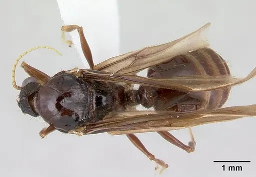 Pheidole fimbriata specimen CASENT0178019 image casent0178019_1