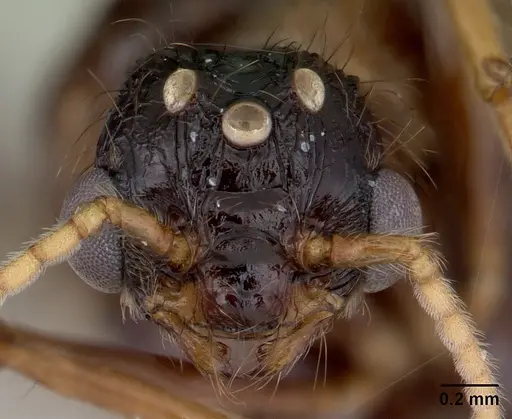 Pheidole fimbriata specimen CASENT0178019 image casent0178019_2
