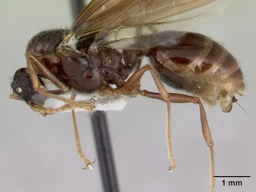 Pheidole fimbriata specimen CASENT0178019 image casent0178019_3