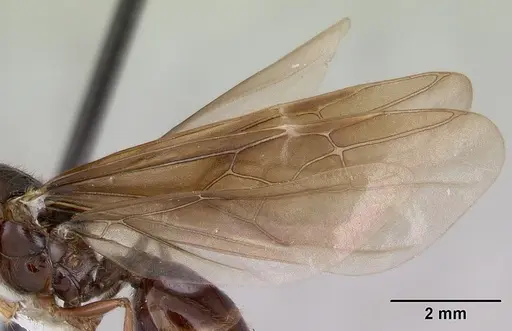 Pheidole fimbriata specimen CASENT0178019 image casent0178019_4