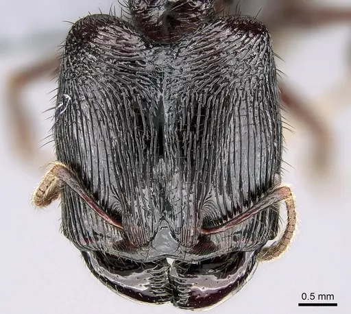 Pheidole fimbriata specimen CASENT0235906 image casent0235906_2
