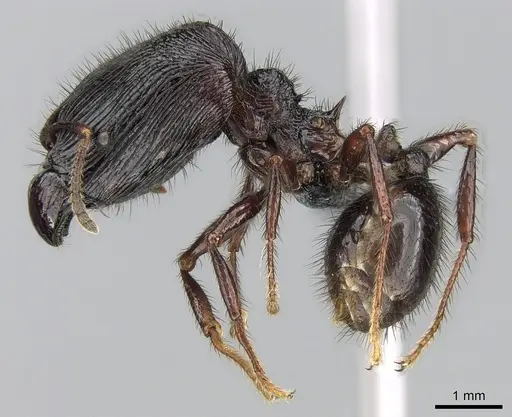Pheidole fimbriata specimen CASENT0235906 image casent0235906_3