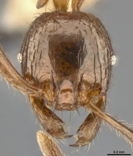 Pheidole fimbriata specimen CASENT0283061 image casent0283061_2