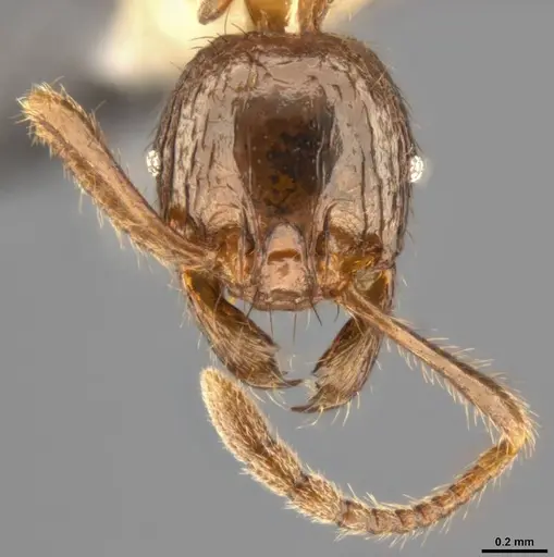 Pheidole fimbriata specimen CASENT0283061 image casent0283061_3