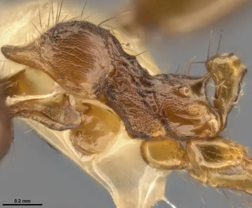 Pheidole fimbriata specimen CASENT0283061 image casent0283061_4