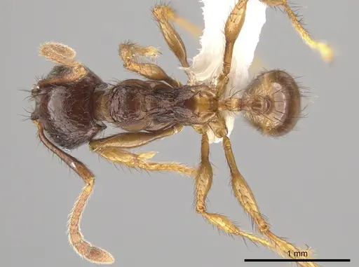 Pheidole fimbriata specimen CASENT0623790 image casent0623790_1