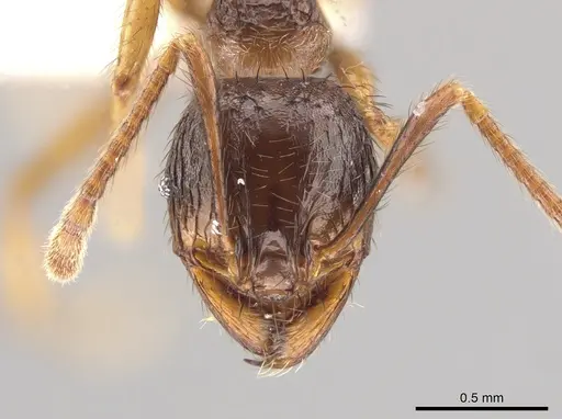 Pheidole fimbriata specimen CASENT0623790 image casent0623790_2