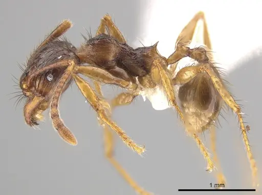 Pheidole fimbriata specimen CASENT0623790 image casent0623790_3