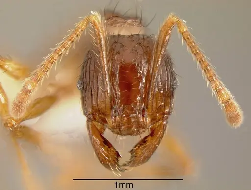 Pheidole fimbriata specimen CASENT0635465 image casent0635465_1