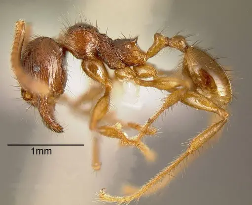 Pheidole fimbriata specimen CASENT0635465 image casent0635465_2