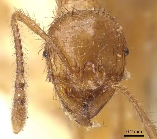 Pheidole fimbriata specimen CASENT0901581 image casent0901581_2