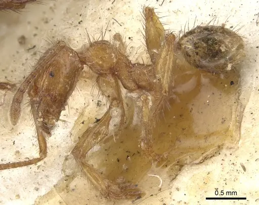 Pheidole fimbriata specimen CASENT0901581 image casent0901581_3