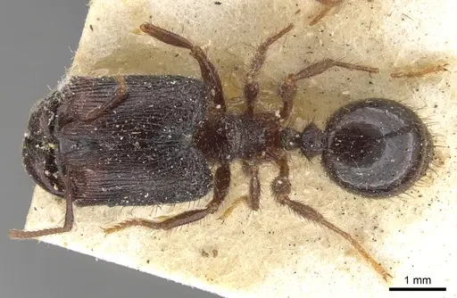 Pheidole fimbriata specimen CASENT0901582 image casent0901582_1