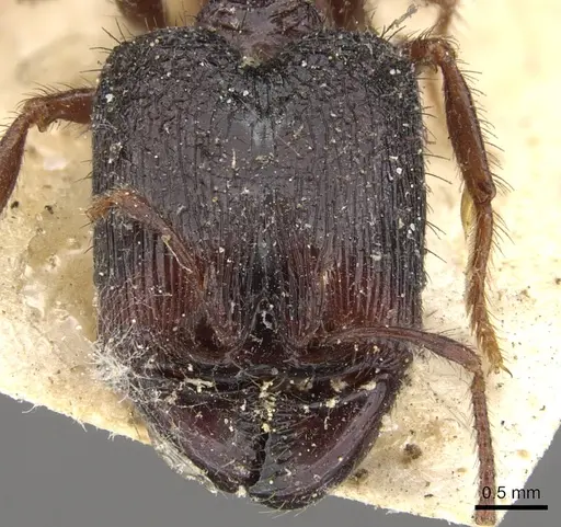 Pheidole fimbriata specimen CASENT0901582 image casent0901582_2