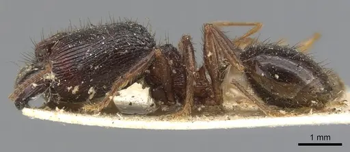 Pheidole fimbriata specimen CASENT0901582 image casent0901582_3