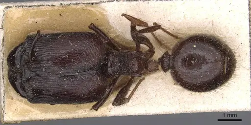 Pheidole fimbriata specimen CASENT0907762 image casent0907762_1