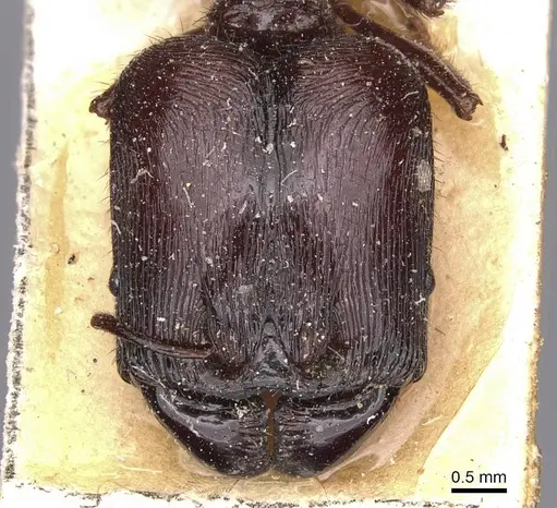 Pheidole fimbriata specimen CASENT0907762 image casent0907762_2