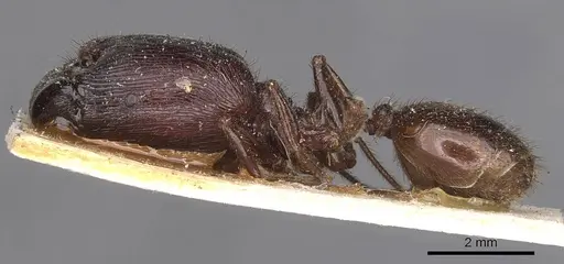 Pheidole fimbriata specimen CASENT0907762 image casent0907762_3