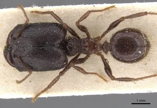 Pheidole fimbriata specimen CASENT0913317 image casent0913317_1